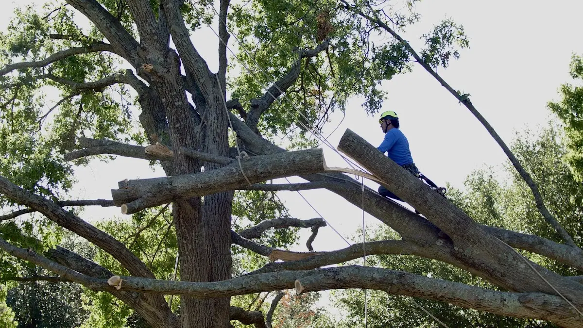 Professional Crown Thinning performed by certified arborists in Honeoye