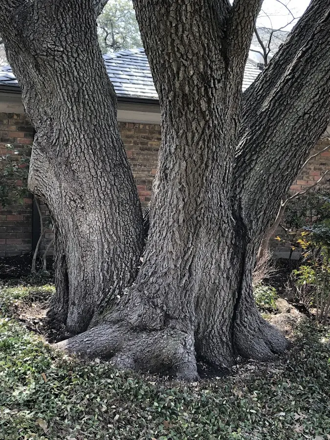 Mature heritage tree close to a Honeoye property cared for by certified arborists